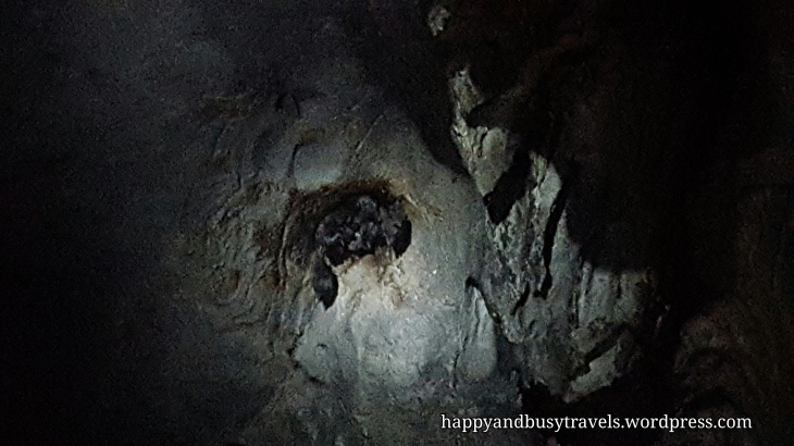 Calinawan Cave - Bats