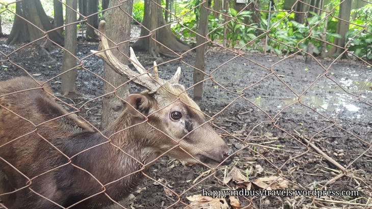 Spotted Deer - Siliman University's Mini Zoo