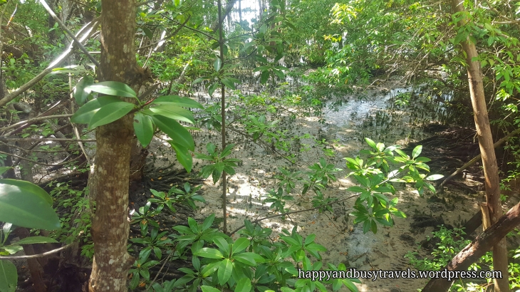 Mangrove - Guiwanon Spring Park
